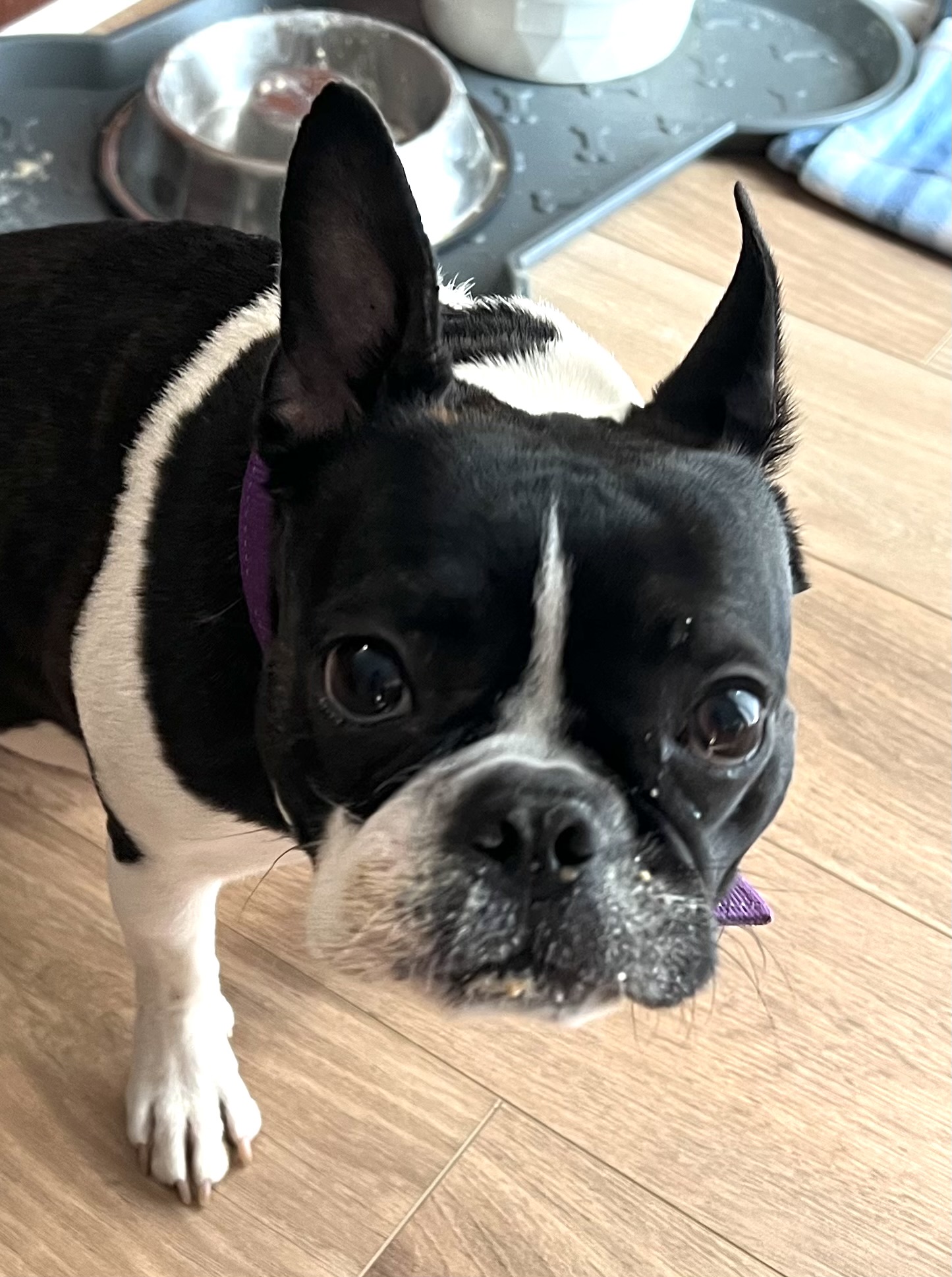 Boston Terrier Pippi looking up from her food bowl