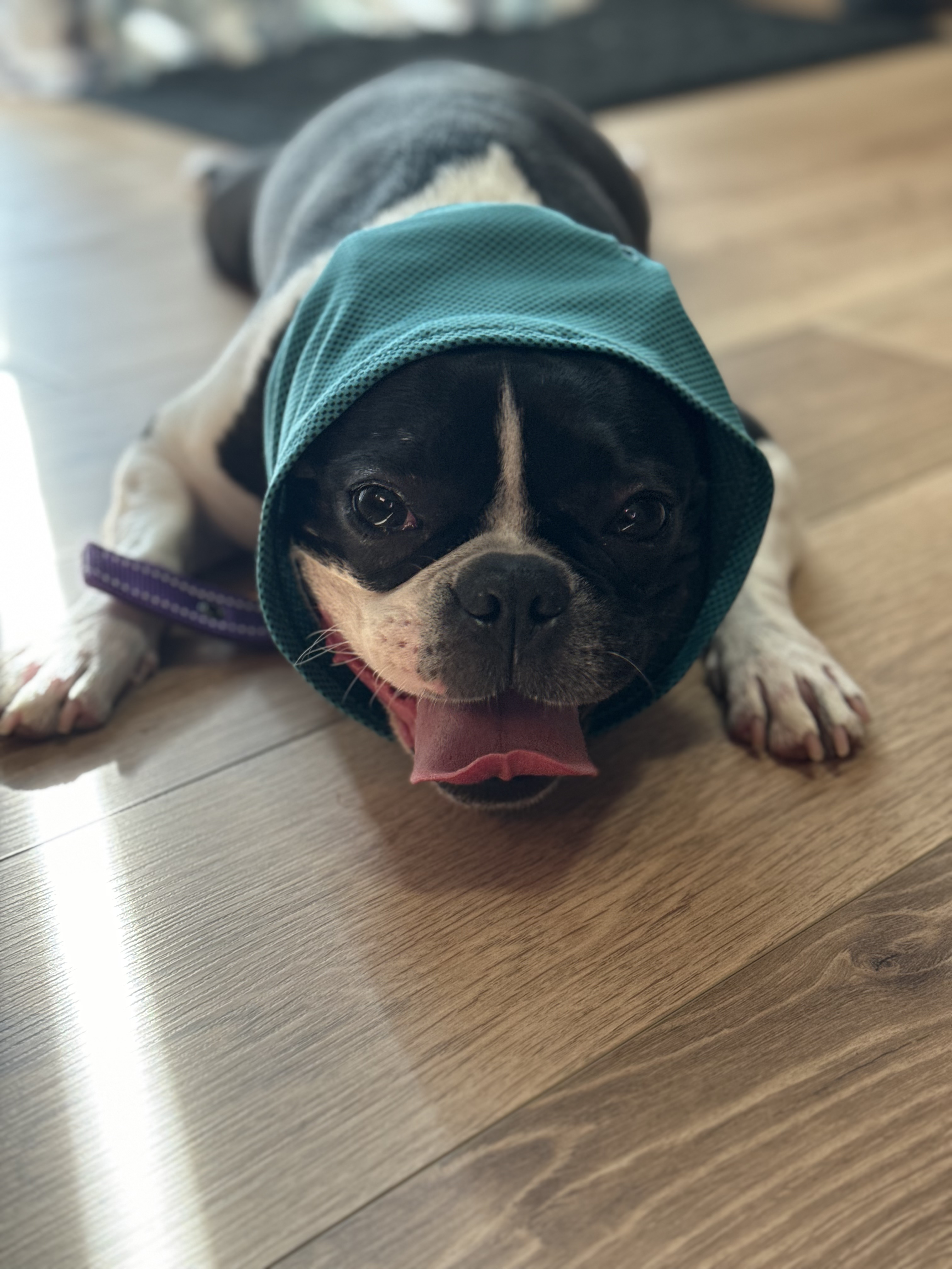 Boston Terrier Pippi cooling down with a wet towel