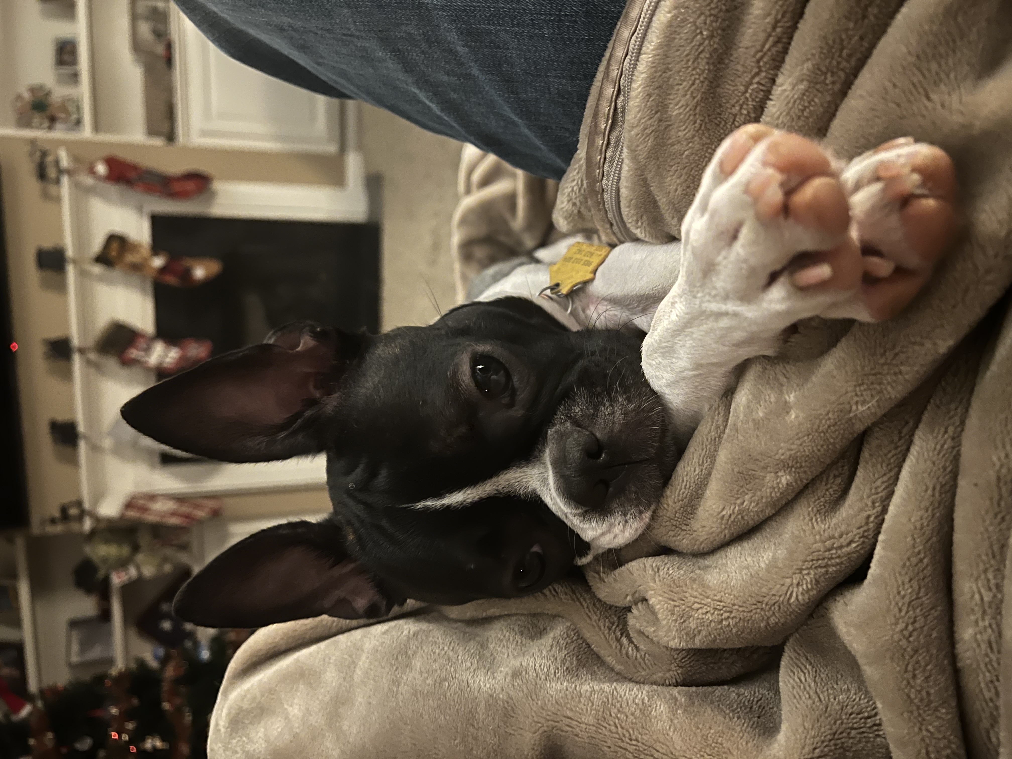 Boston Terrier Pippi showing her large prominent eyes