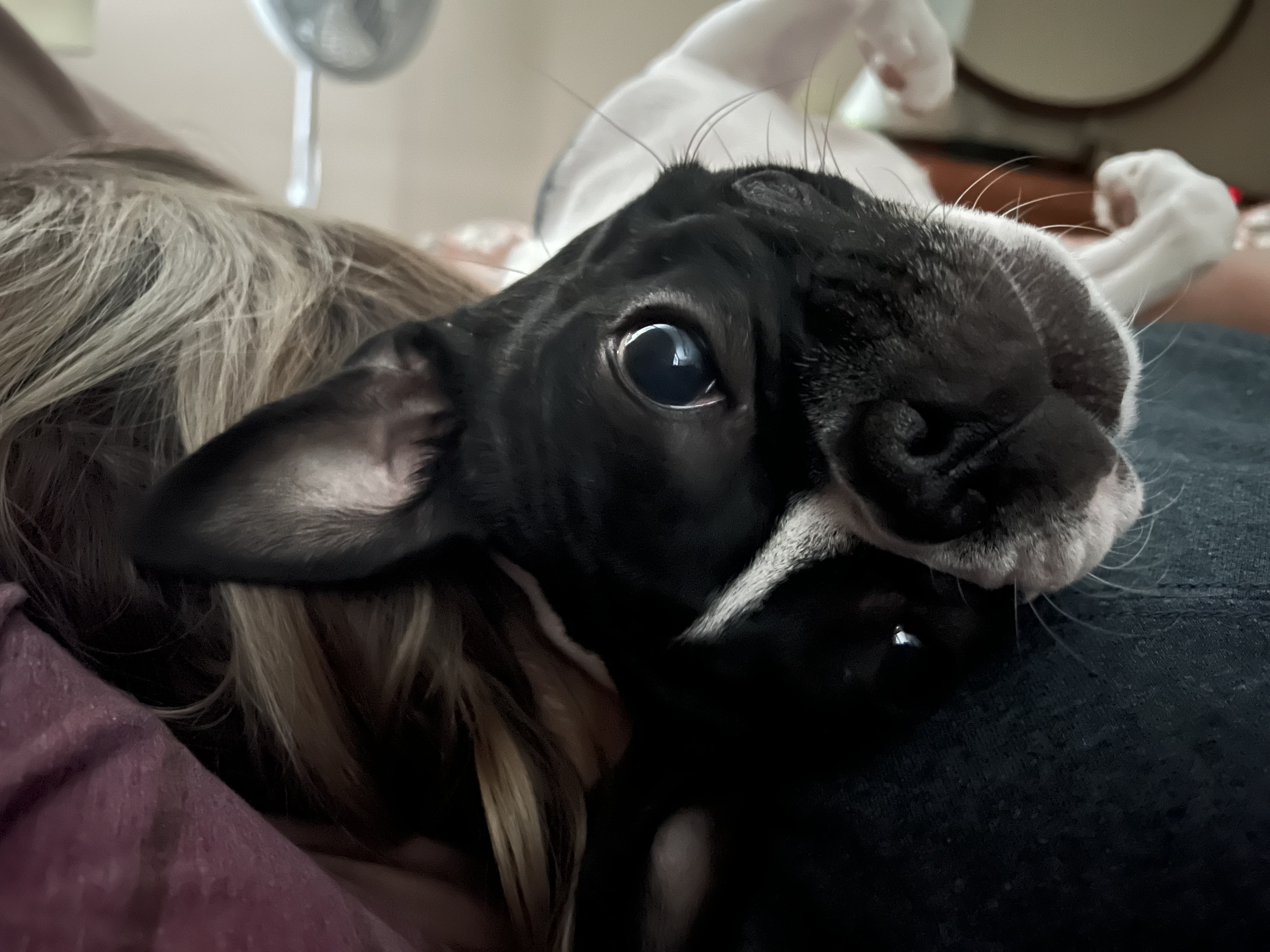Close-up of Boston Terrier Pippi's large expressive eyes