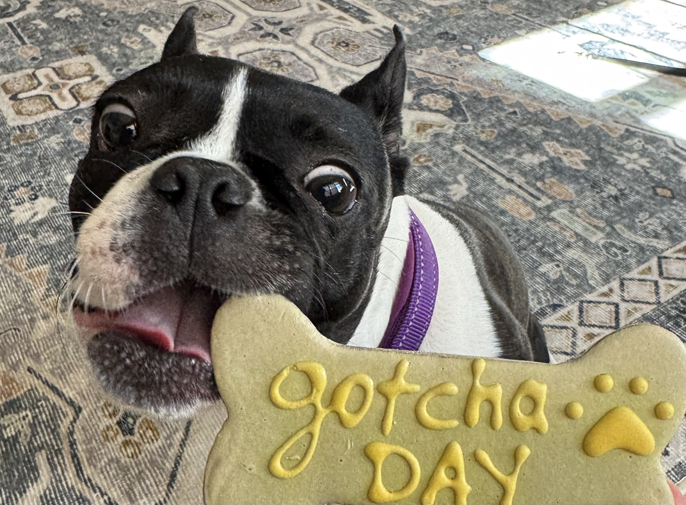 Boston Terrier Pippi with a treat on Gotcha Day