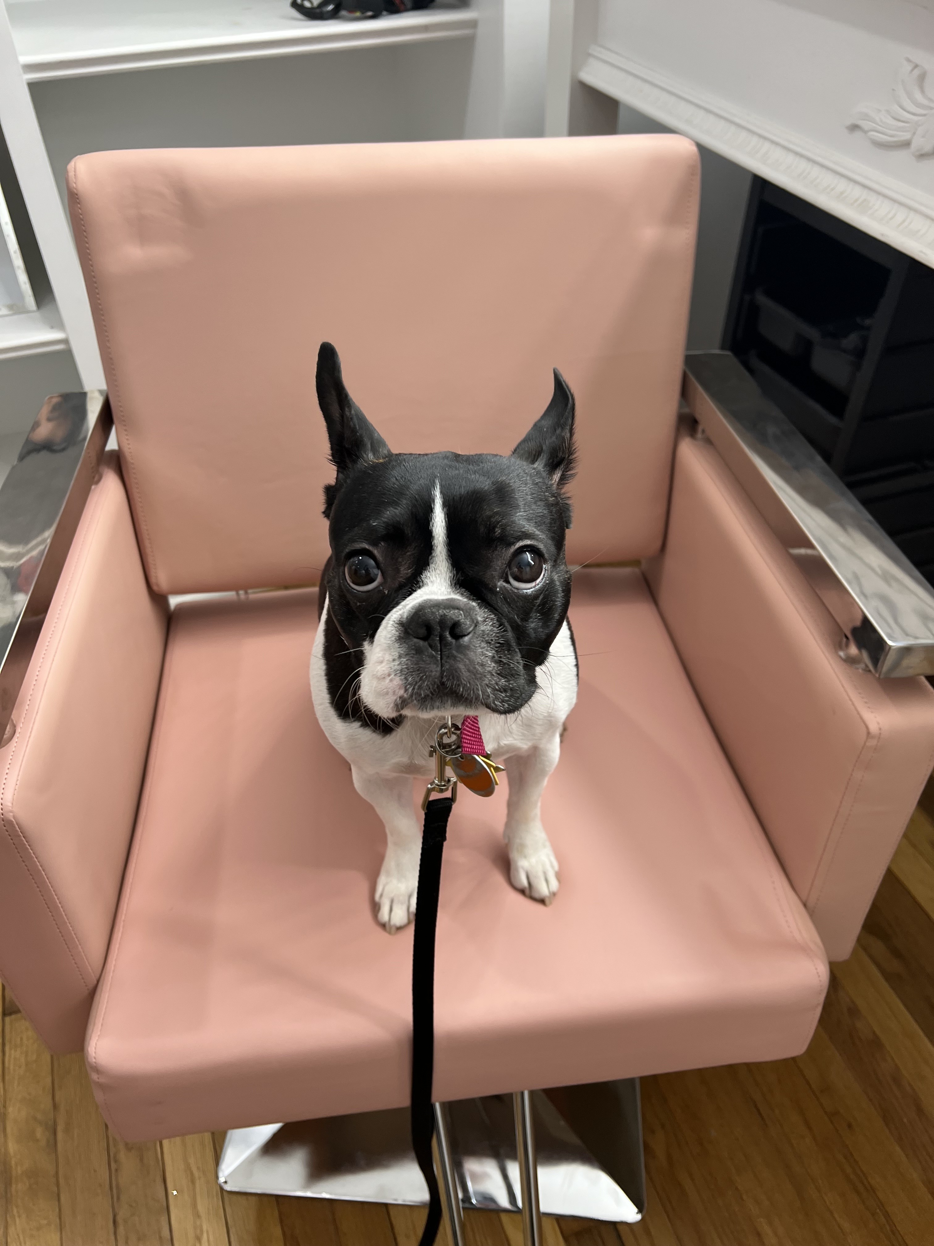 Pippi the Boston Terrier