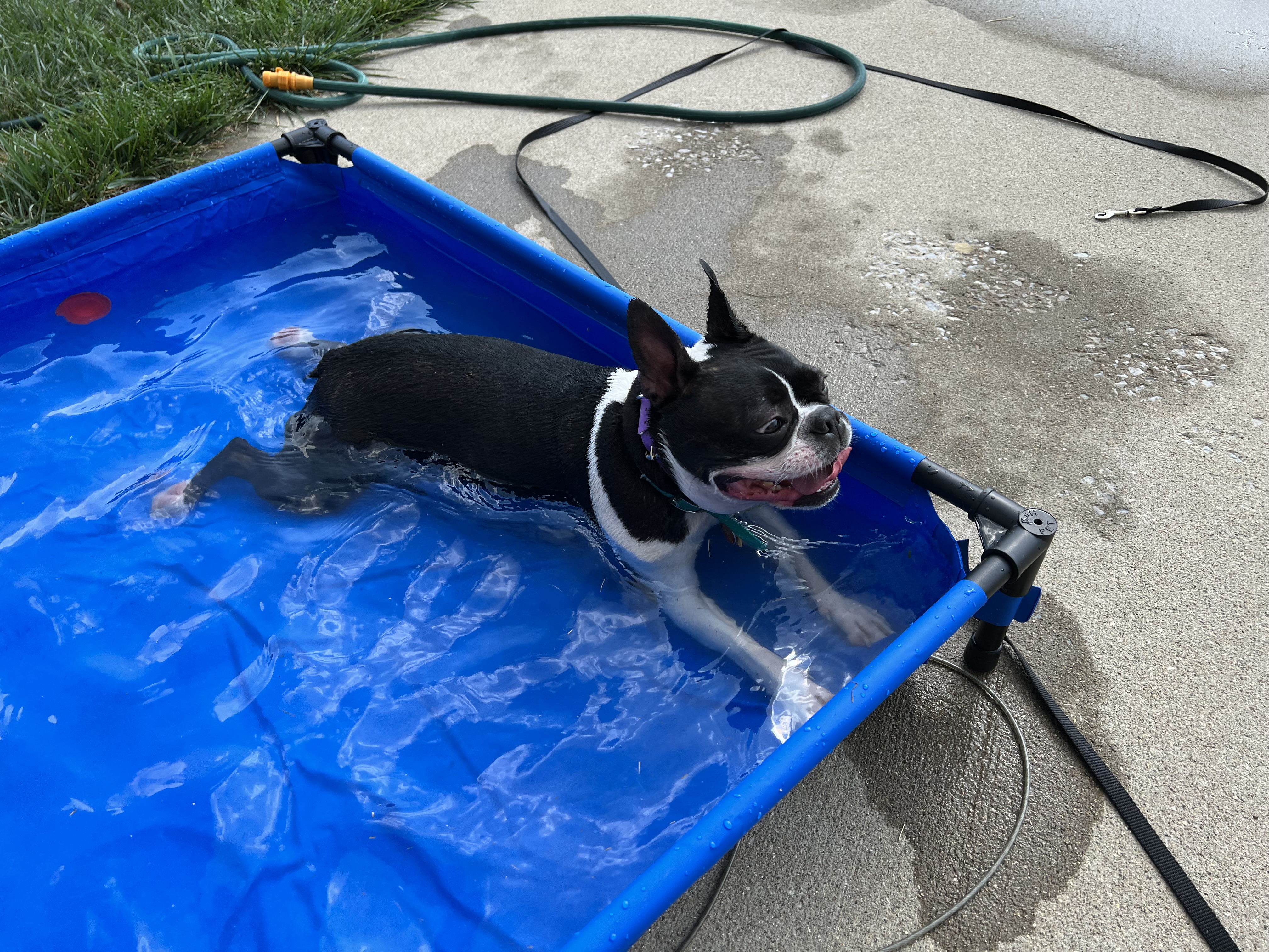 Boston Terrier Pippi cooling off in a small blue pool on a hot day