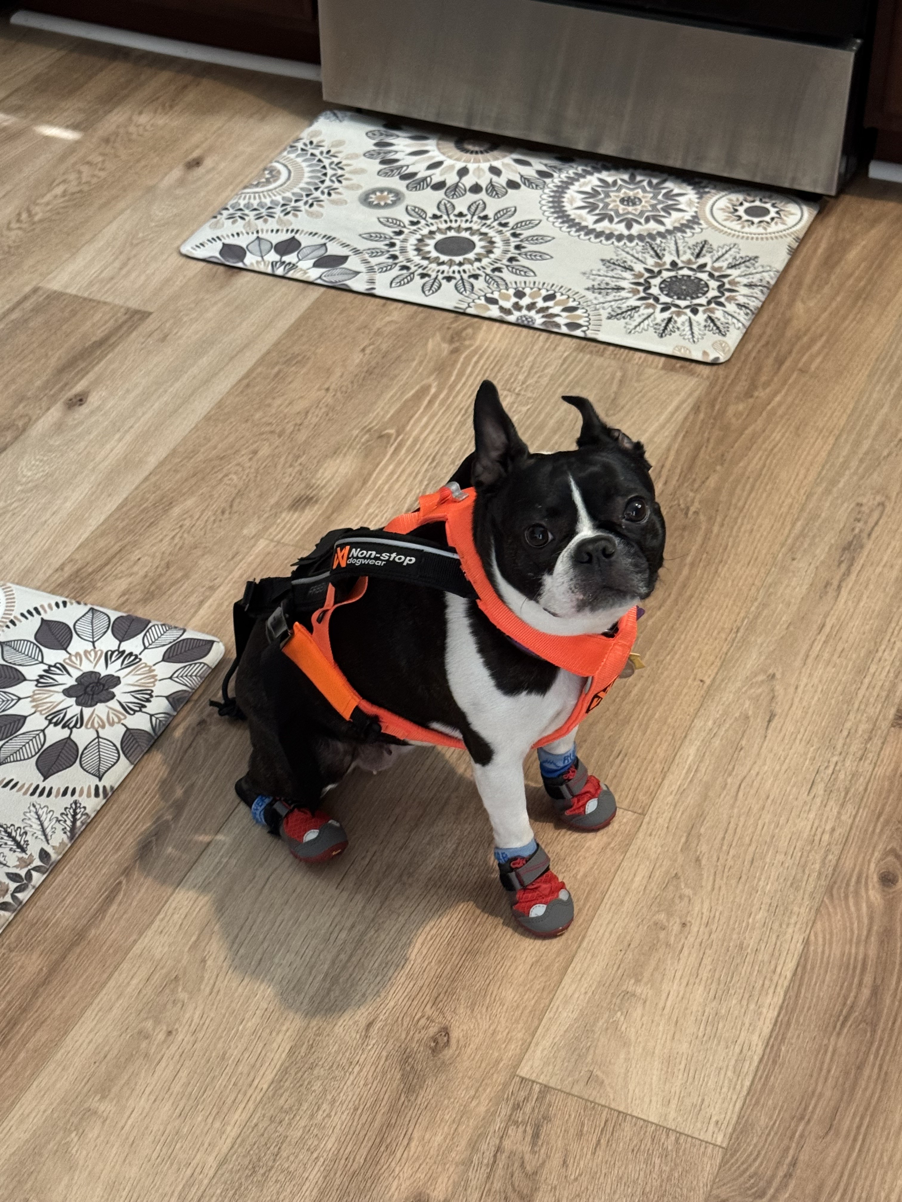Boston Terrier Pippi in harness and boots ready for adventure