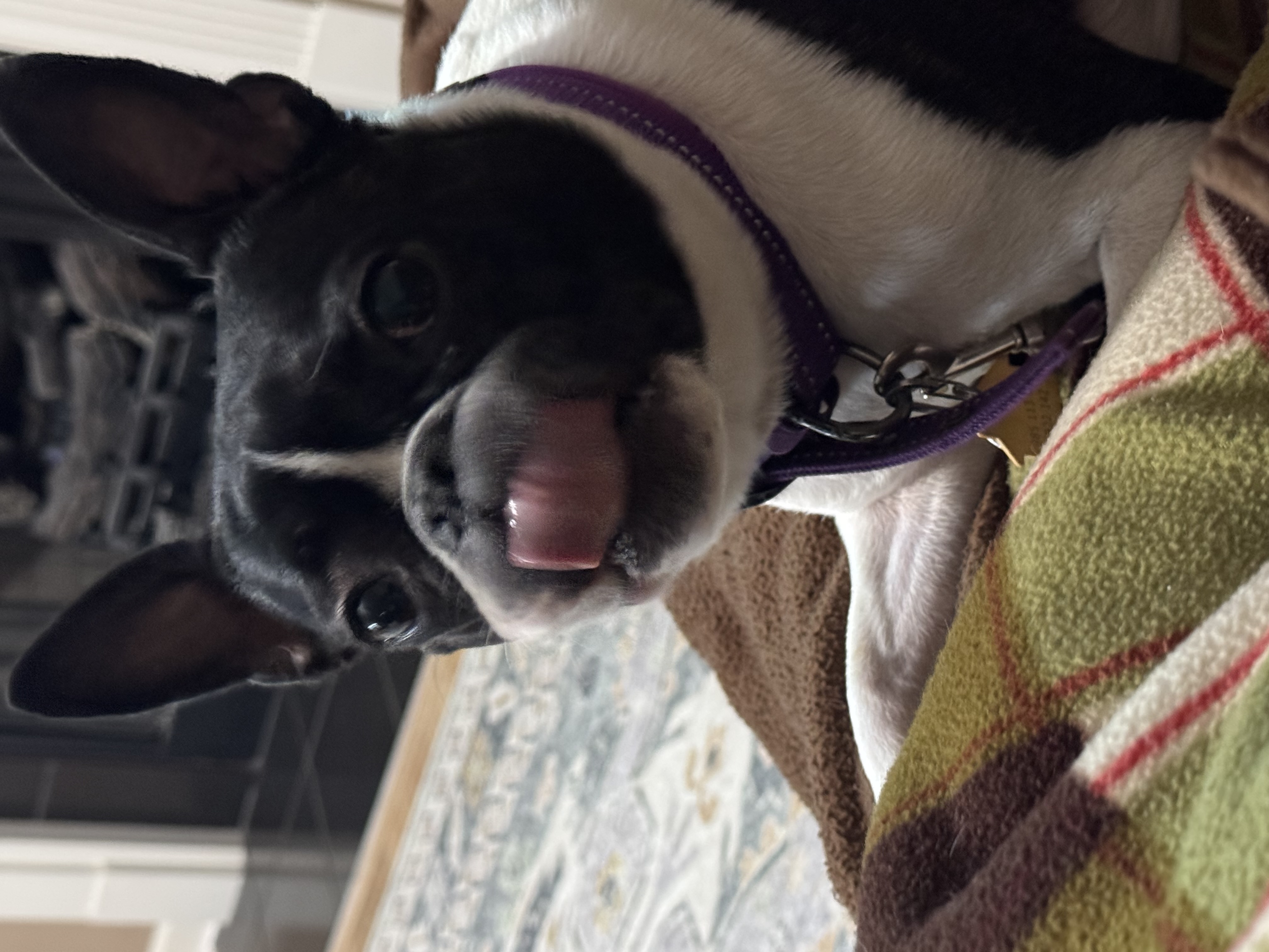 Boston Terrier Pippi with her tongue out looking happy