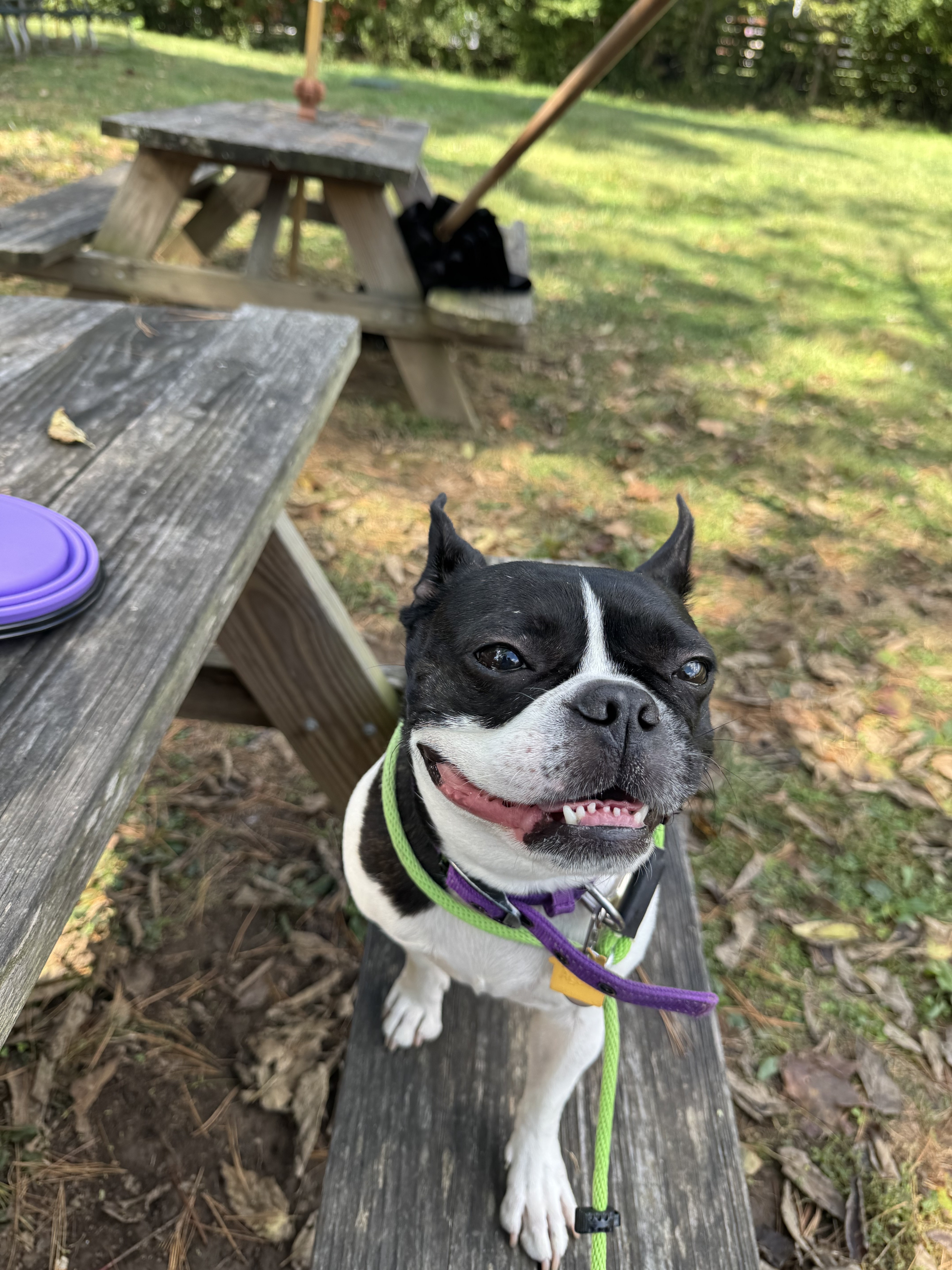 Healthy Boston Terrier Pippi running with zoomies after switching to raw feeding protein rotation